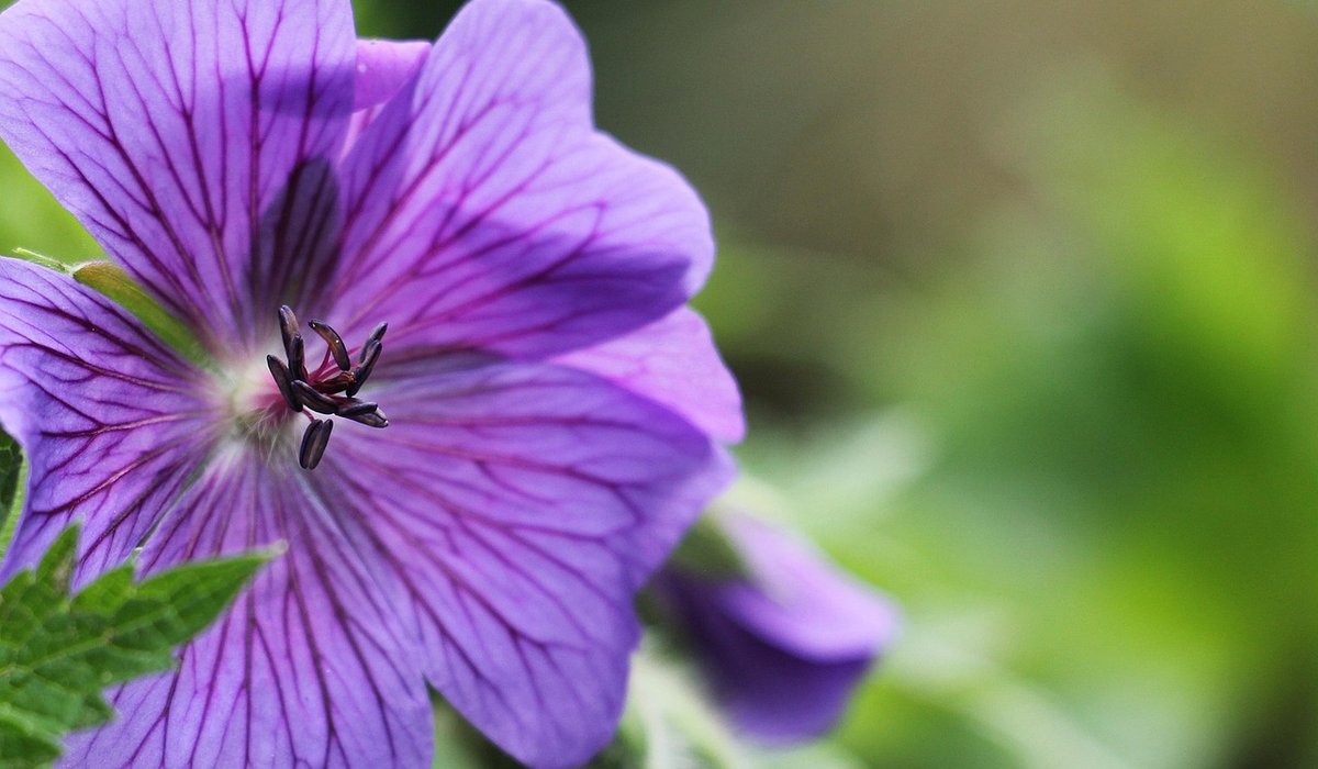 Planting for Year Round Colour in Borders